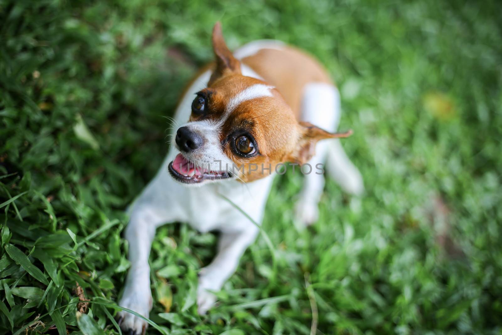 chihuahua dog pet sitting on green grass field