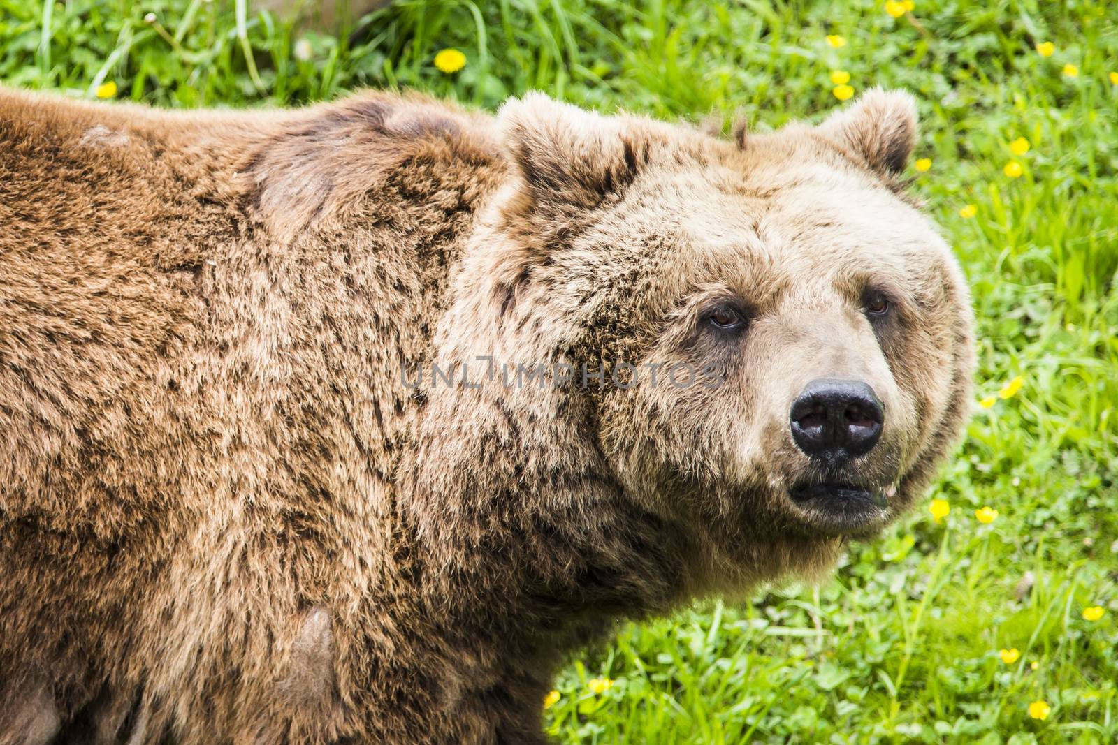 Brown bear Ursus arctos in its own envirnment