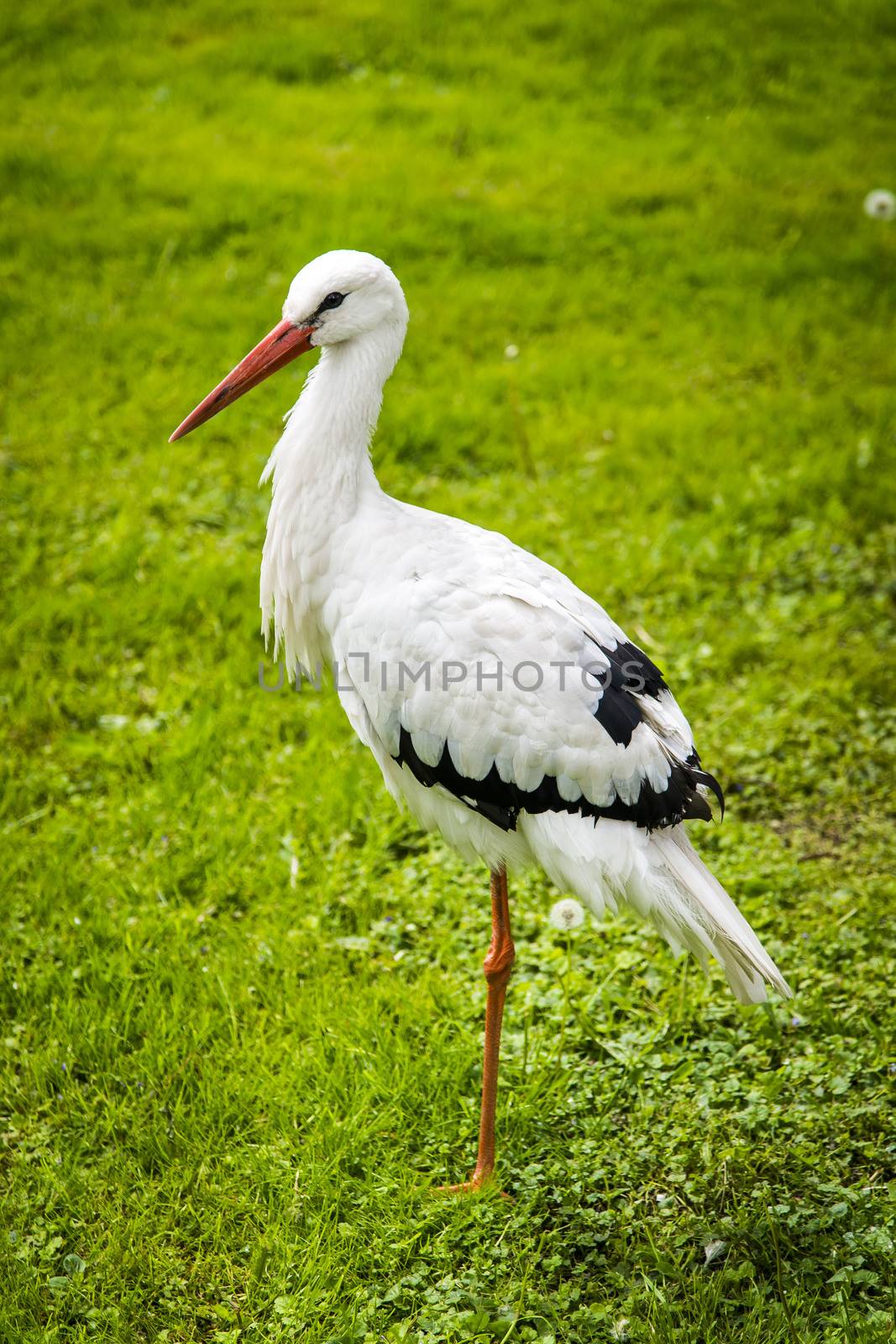 White stork in the meadow by furzyk73