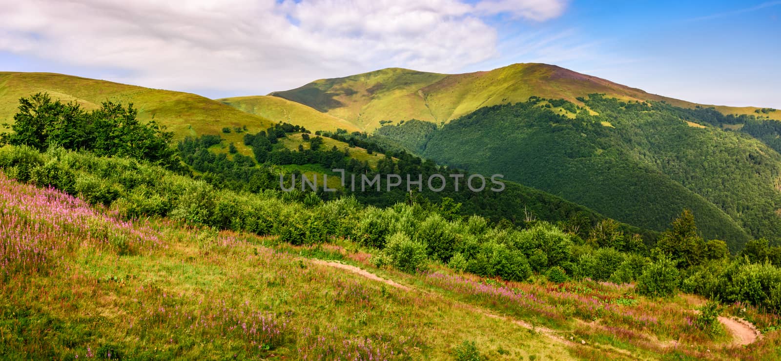 meadow with purple flowers in Carpathian mountains in summer by Pellinni