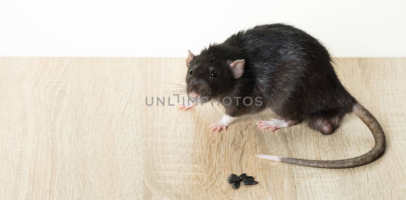 Animal gray rat close-up on white background