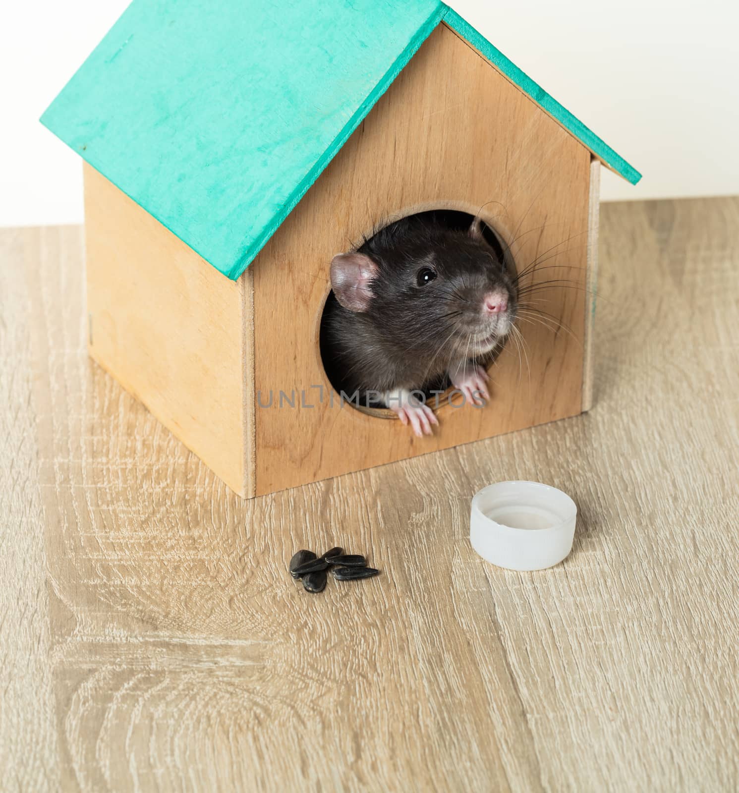 Gray rat peeps out of a wooden house