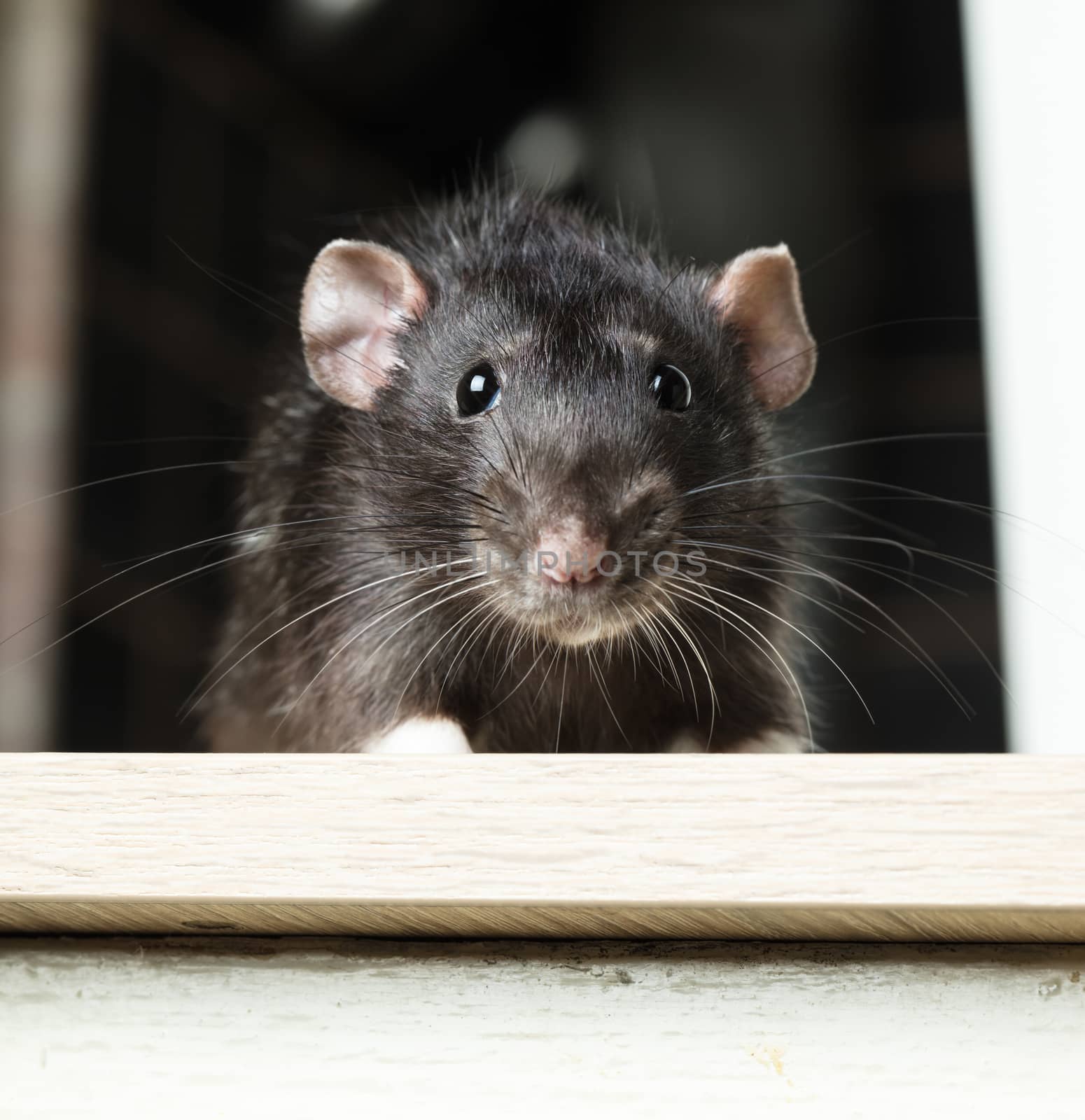 Animal gray rat close-up  by MegaArt