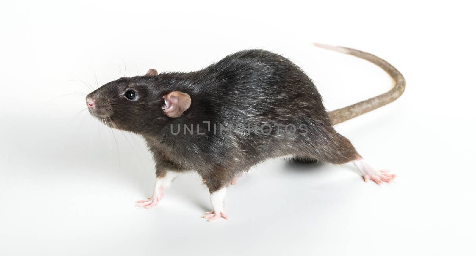 Animal gray rat close-up on white background