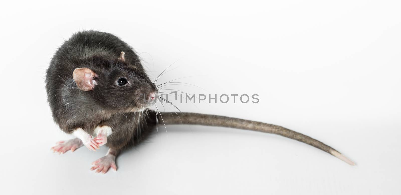 Animal gray rat close-up on white background