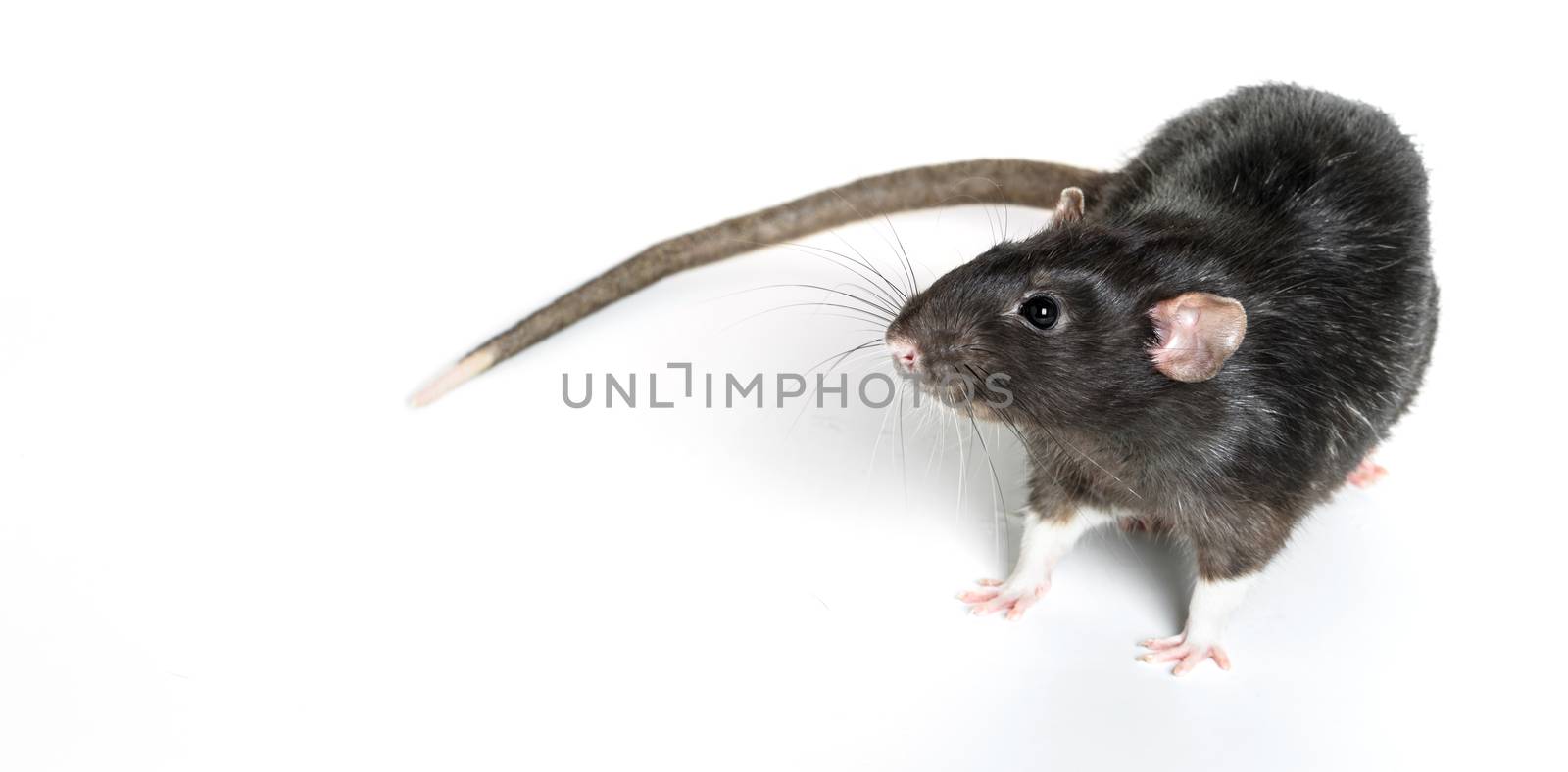 Animal gray rat close-up on white background