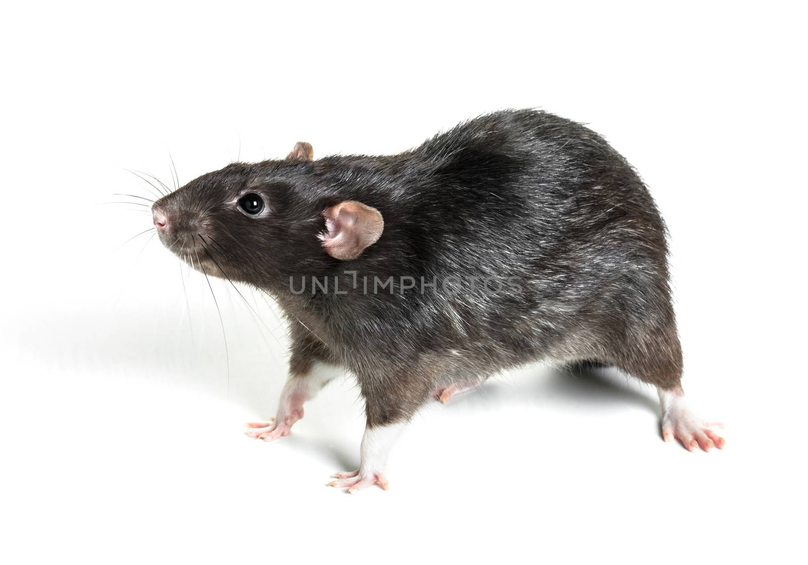 Animal gray rat close-up on white background