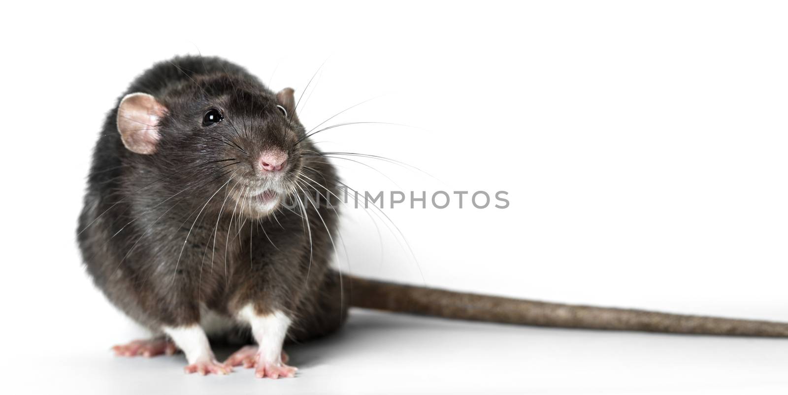 Animal gray rat close-up on white background