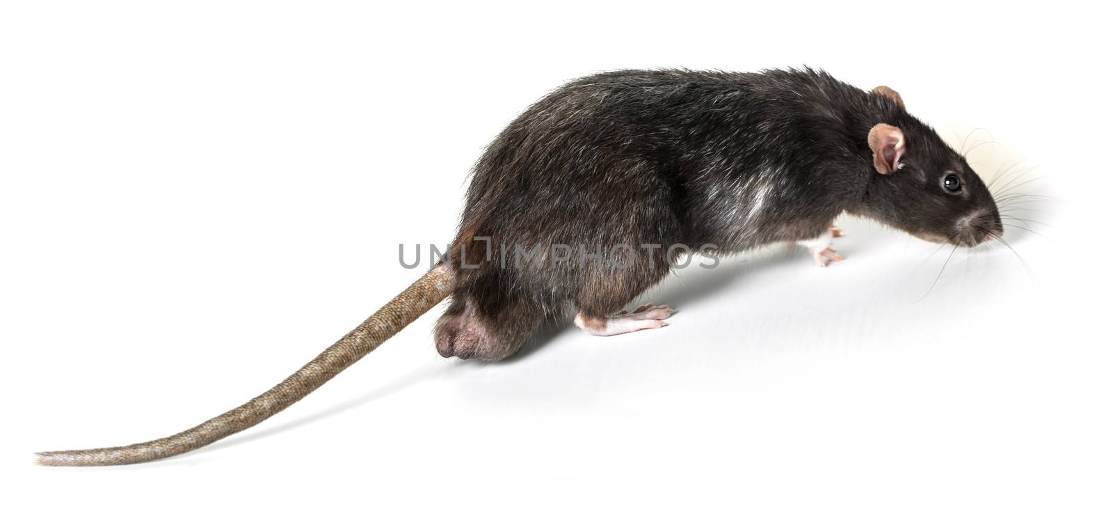 Animal gray rat close-up on white background