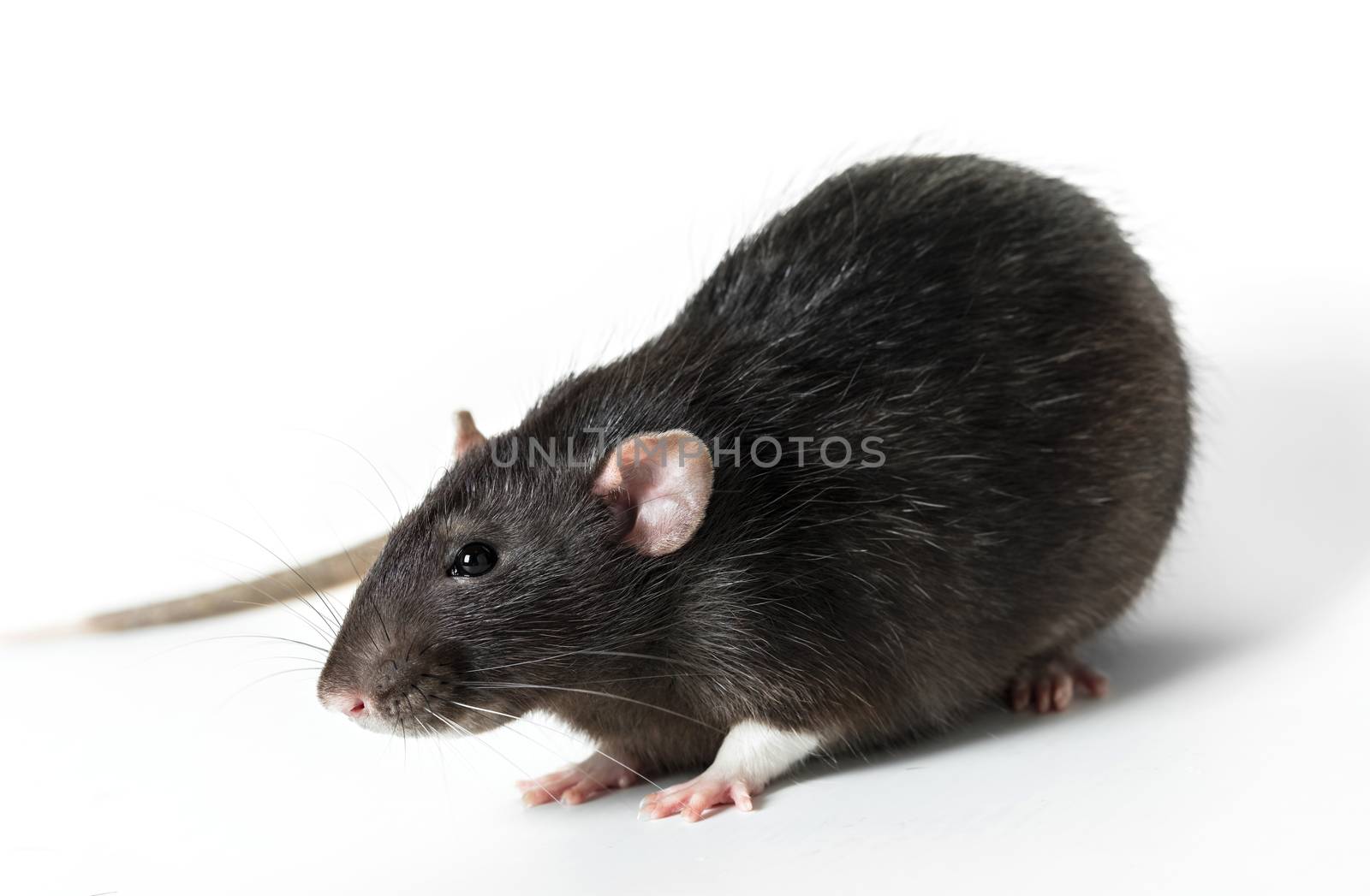 Animal gray rat close-up on white background