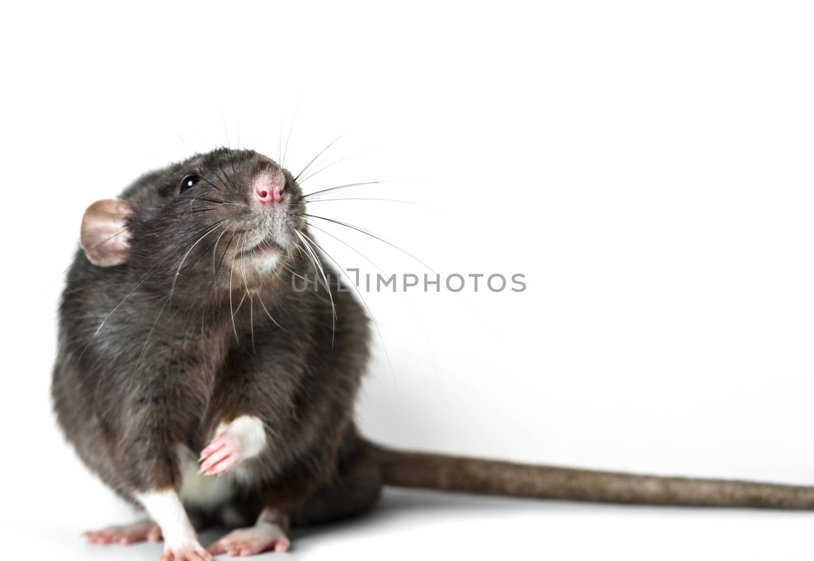Animal gray rat close-up on white background