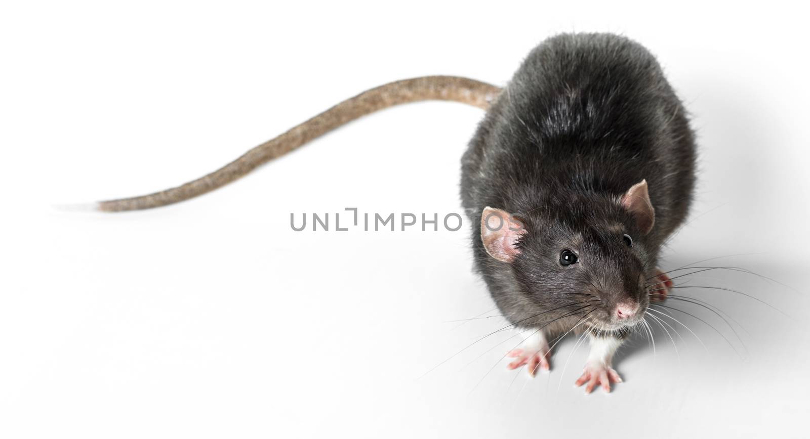Animal gray rat close-up on white background
