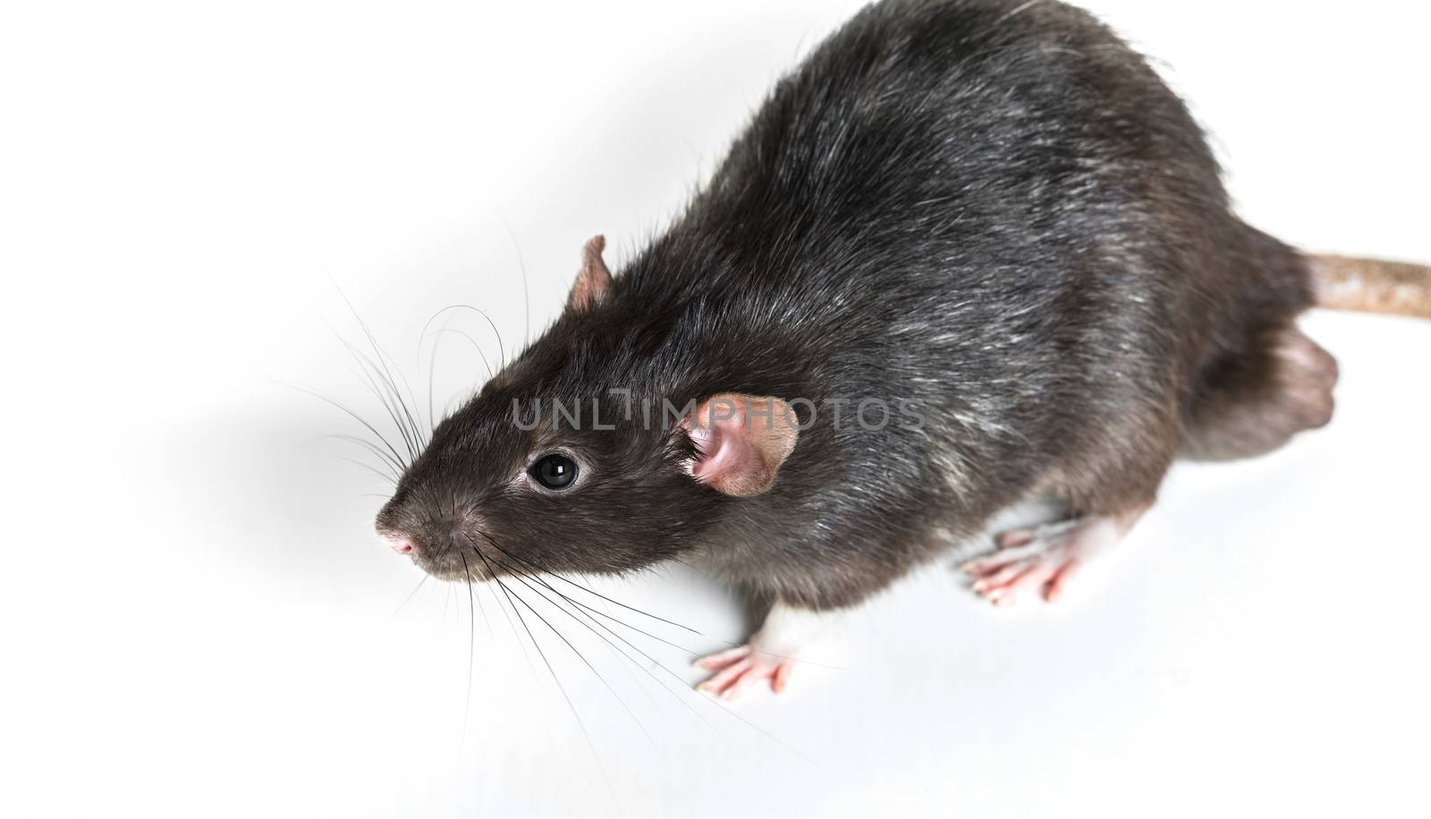 Animal gray rat close-up on white background