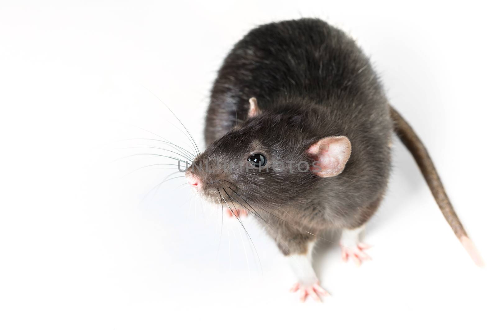 Animal gray rat close-up on white background