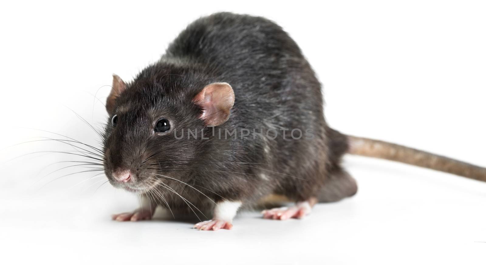 Animal gray rat close-up on white background