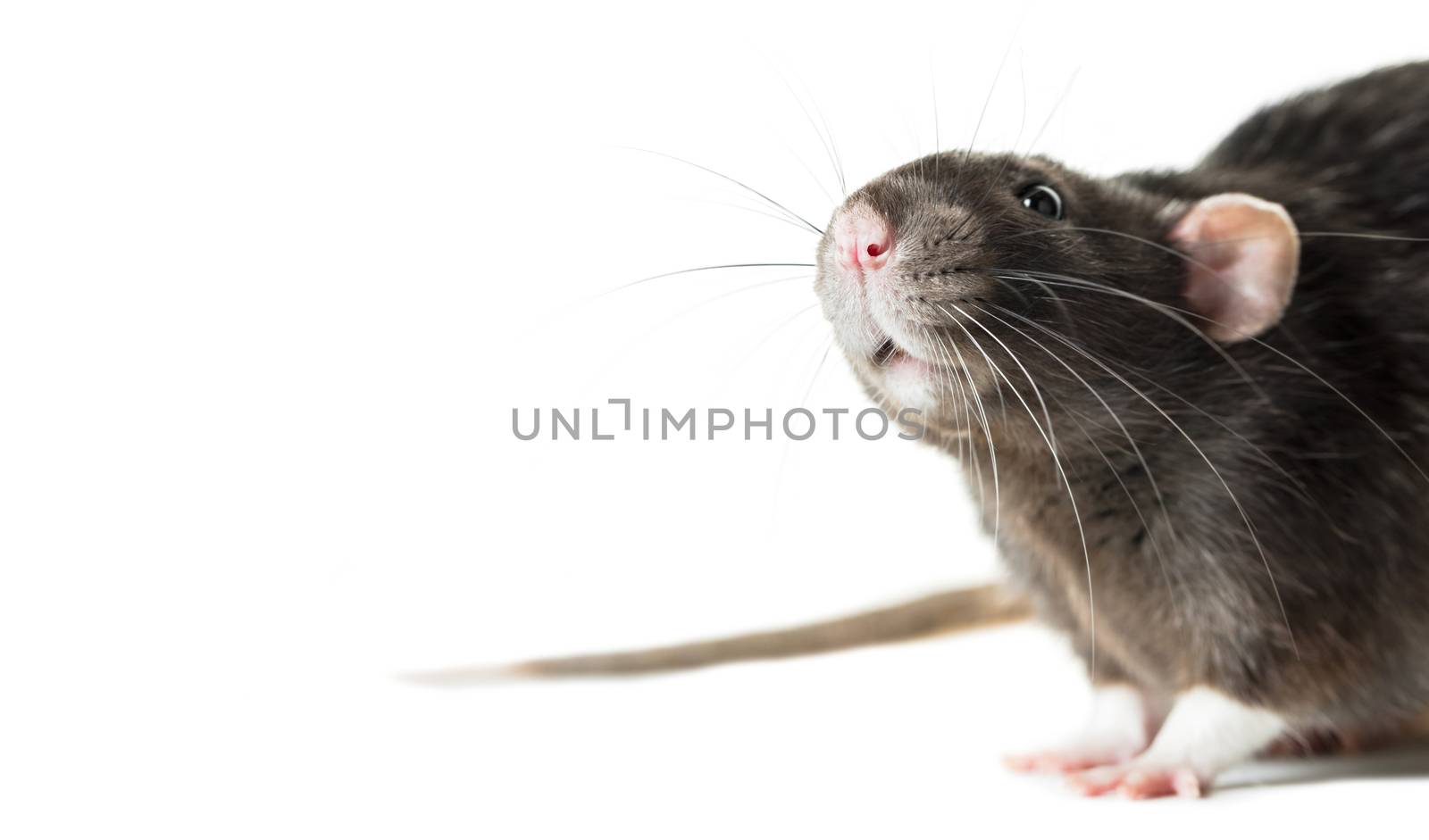 Animal gray rat close-up on white background