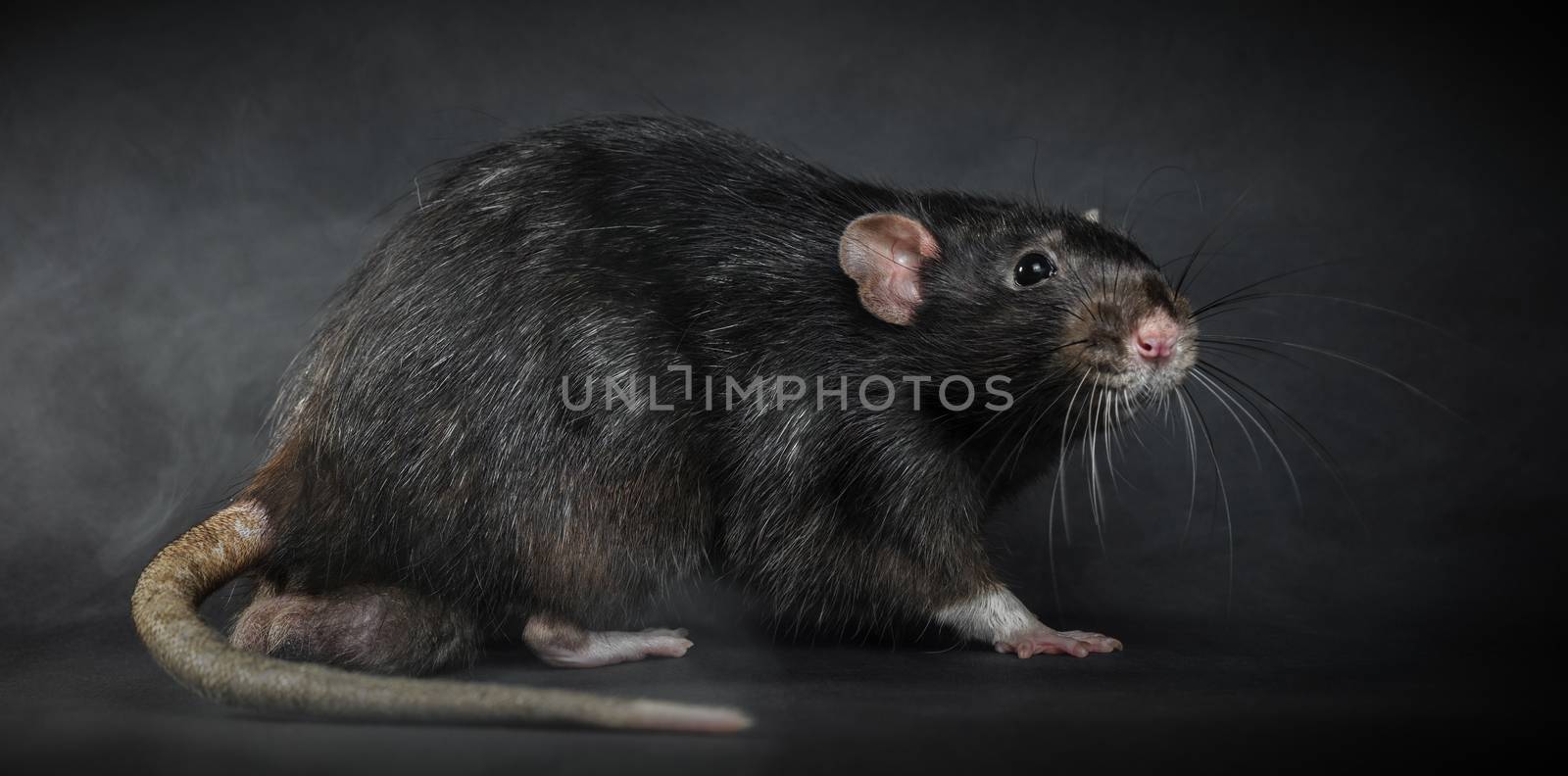 Animal gray rat close-up  by MegaArt