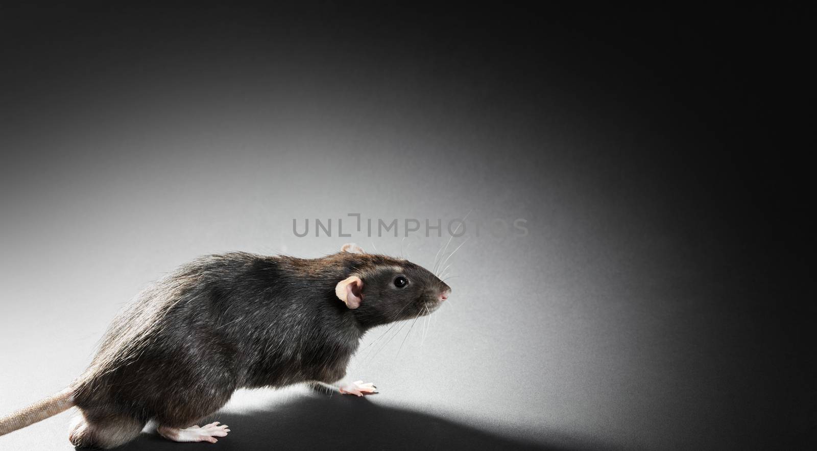 Animal gray rat close-up on a black background