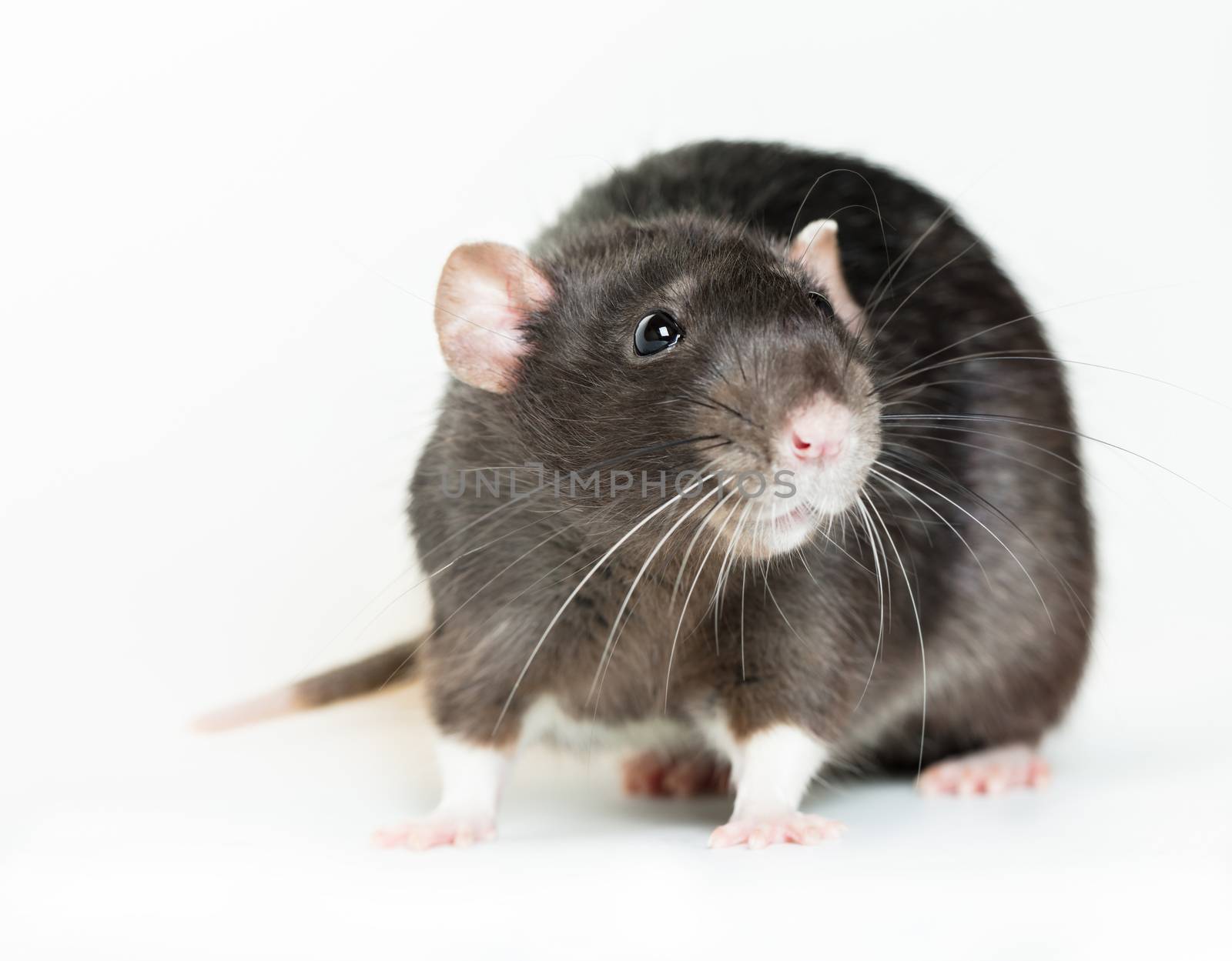 Animal gray rat close-up on white background