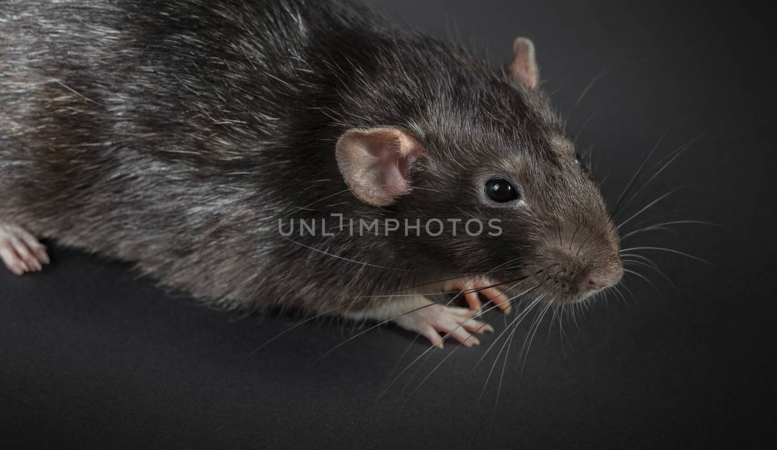 Animal gray rat close-up on a black background
