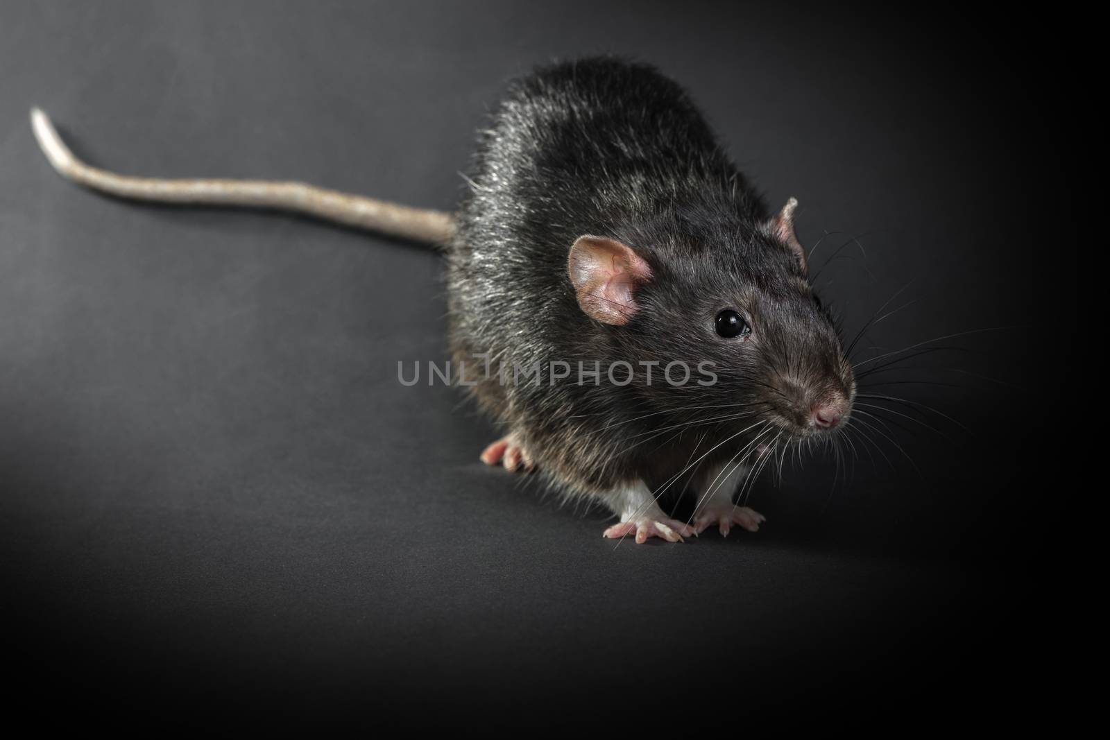 Animal gray rat close-up on a black background
