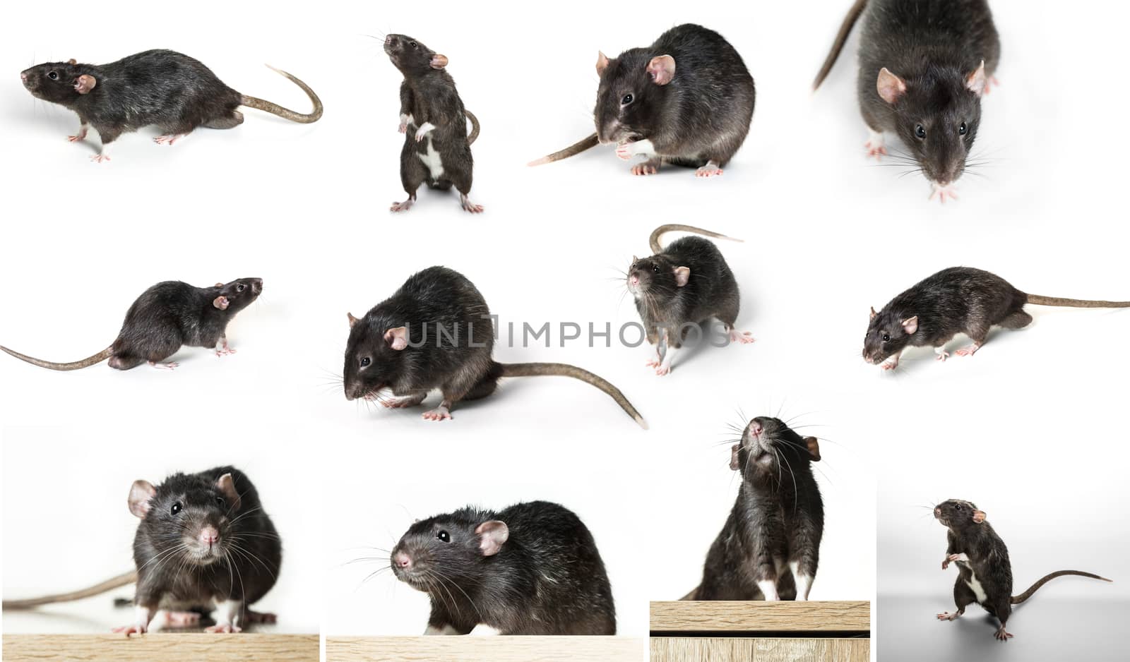 Gray rat in different poses on a white background