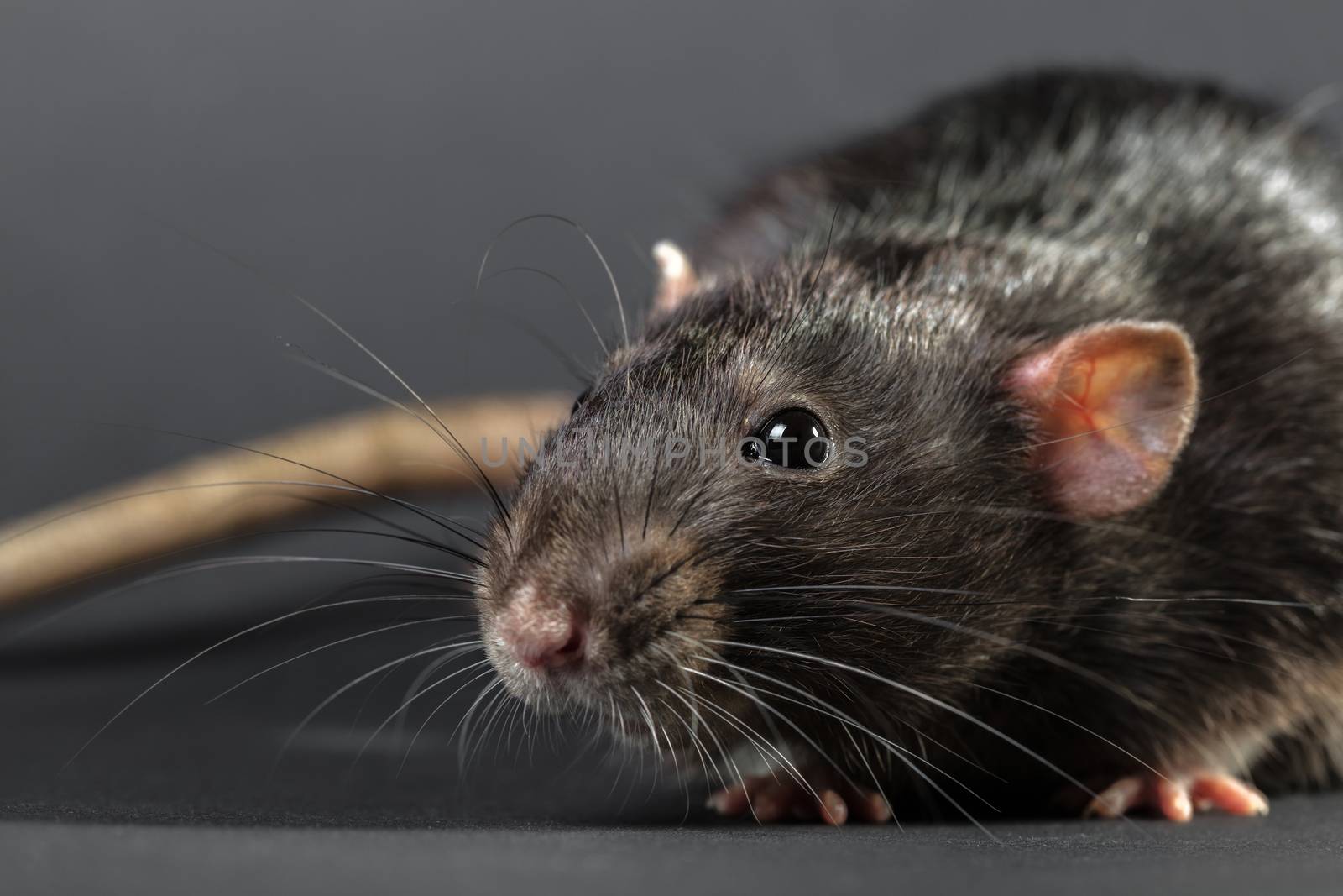 Animal gray rat close-up on a black background