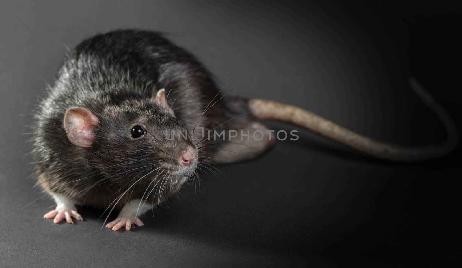 Animal gray rat close-up on a black background