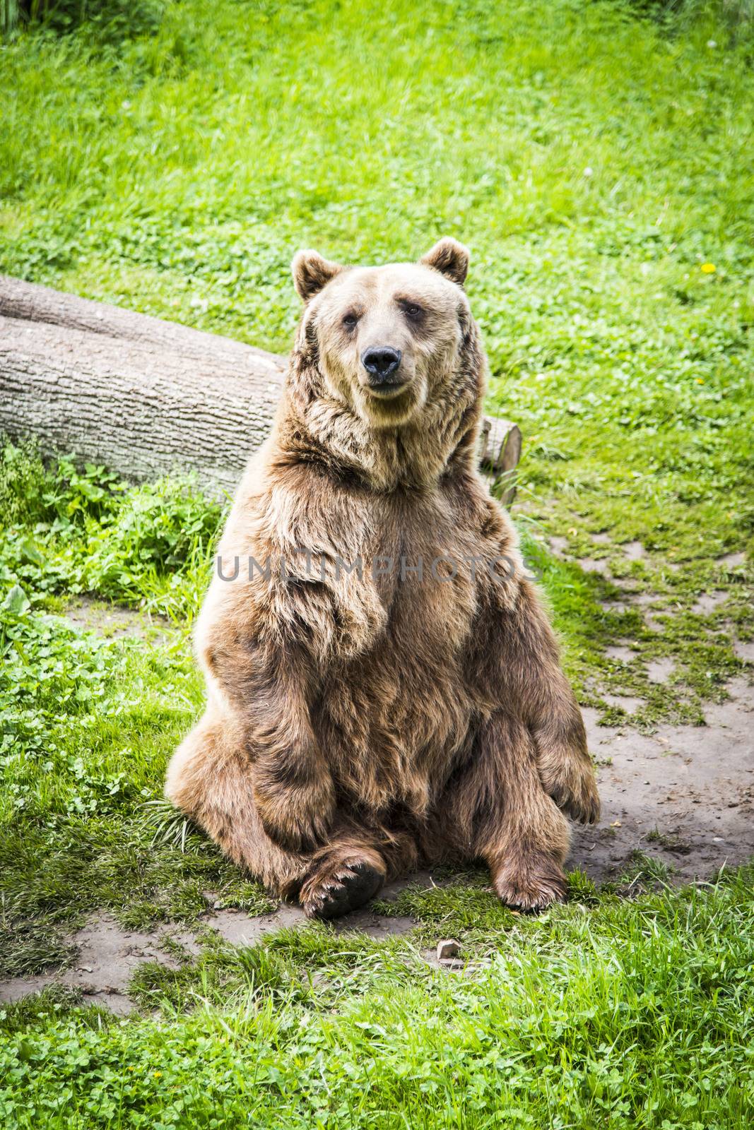Brown bear Ursus arctos in its own envirnment