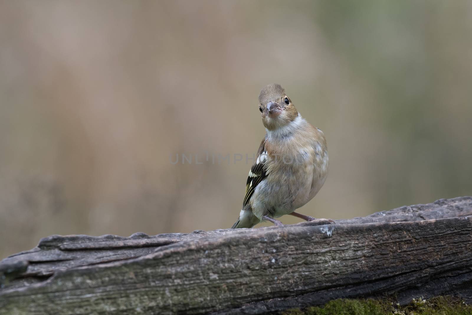 Juvenile chaffinch by alan_tunnicliffe