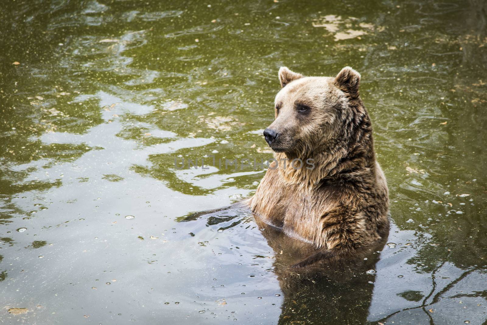 Brown bear Ursus arctos swimming in the lake