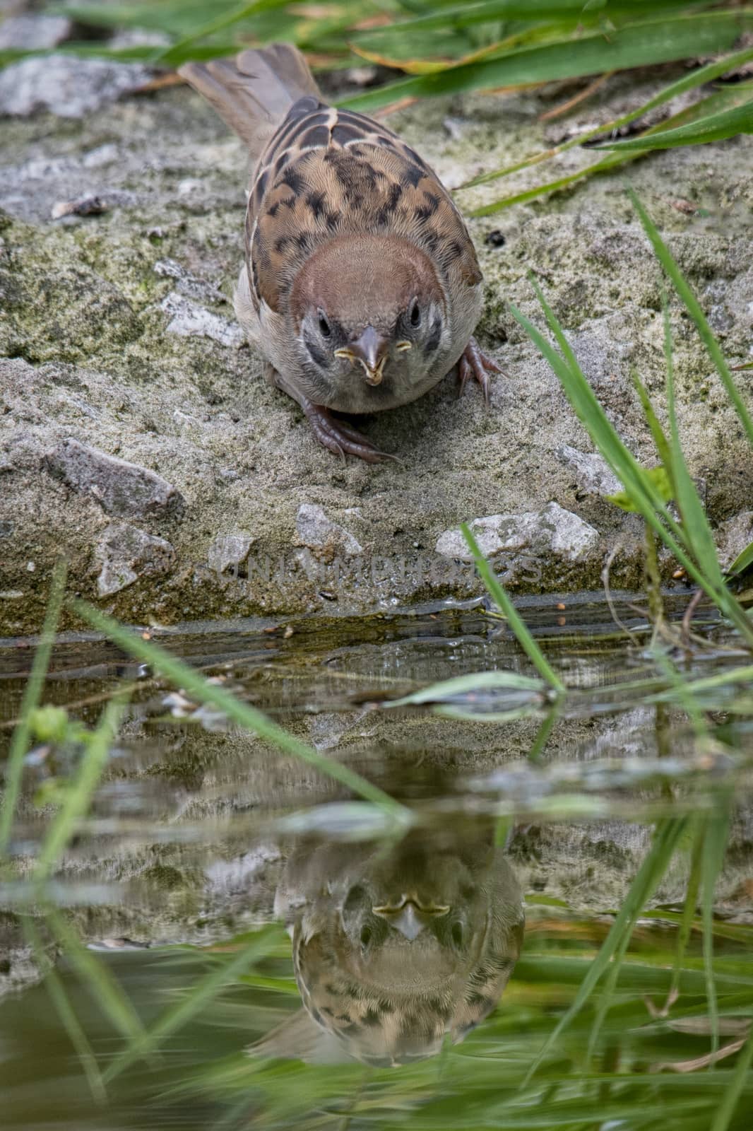 Tree sparrow reflection by alan_tunnicliffe