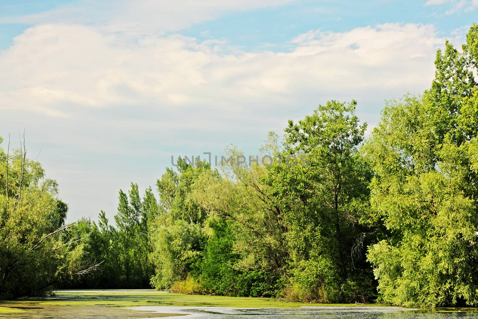 Overgrown with duckweed forest lake on a summer sunny day.