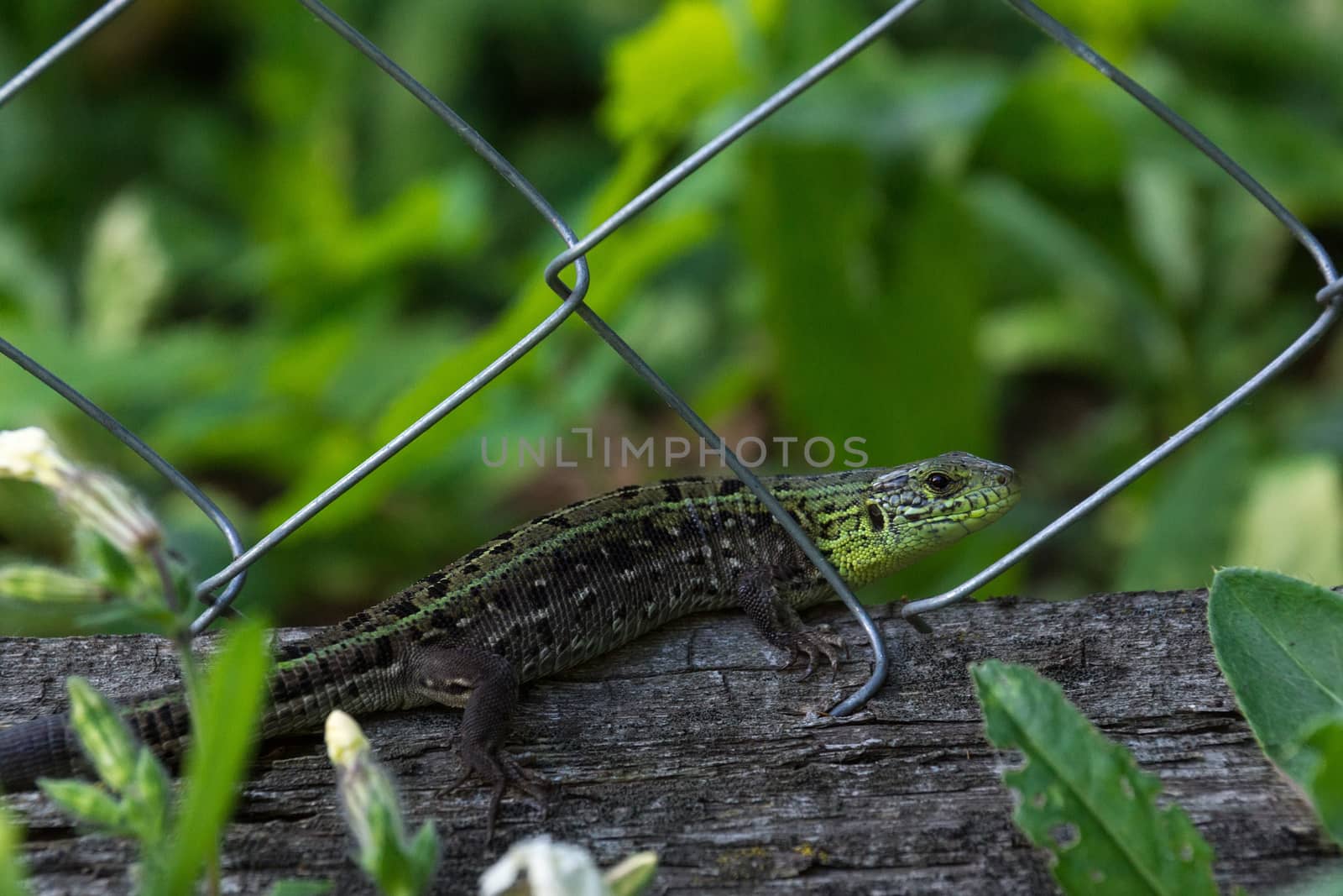 Green lizard on a log, Russia, a village, summer, 2017