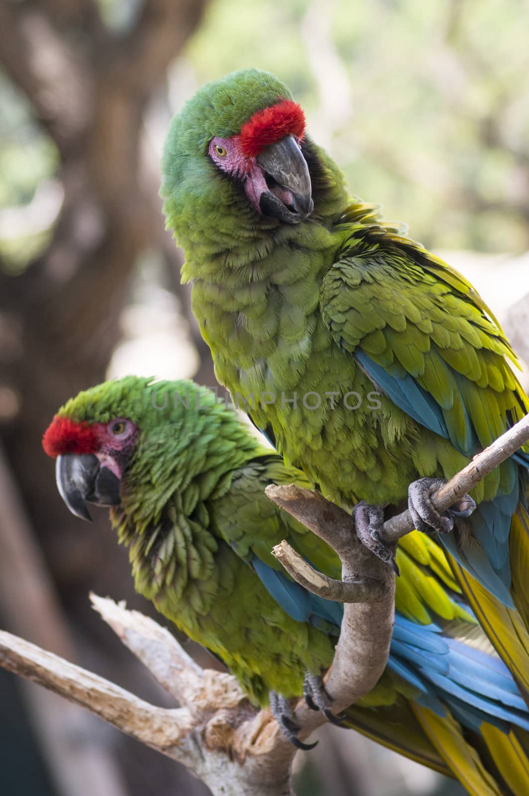 Parrots at Zoo by Njean