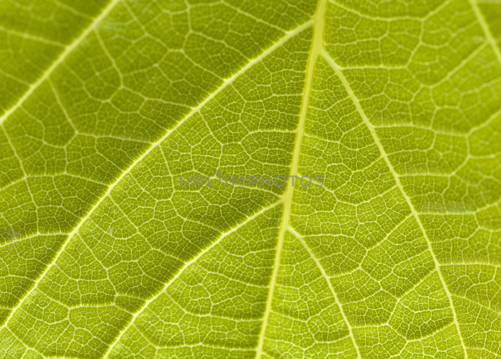 Leaf close-up by Njean