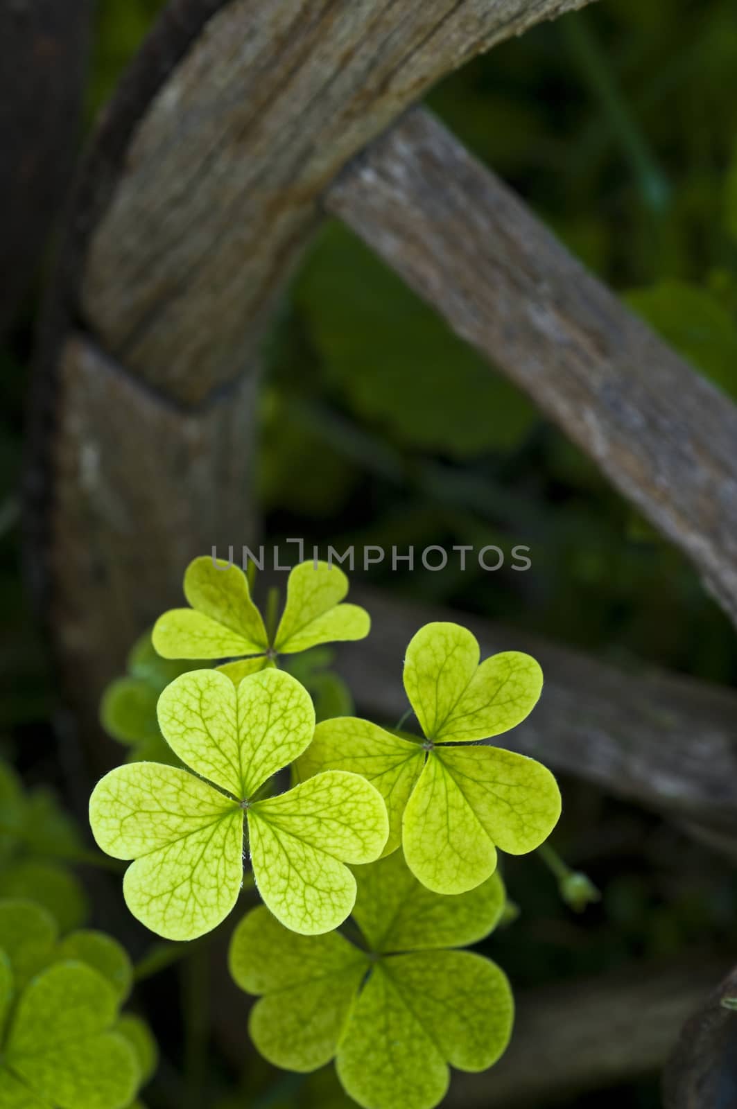 Clovers by Njean
