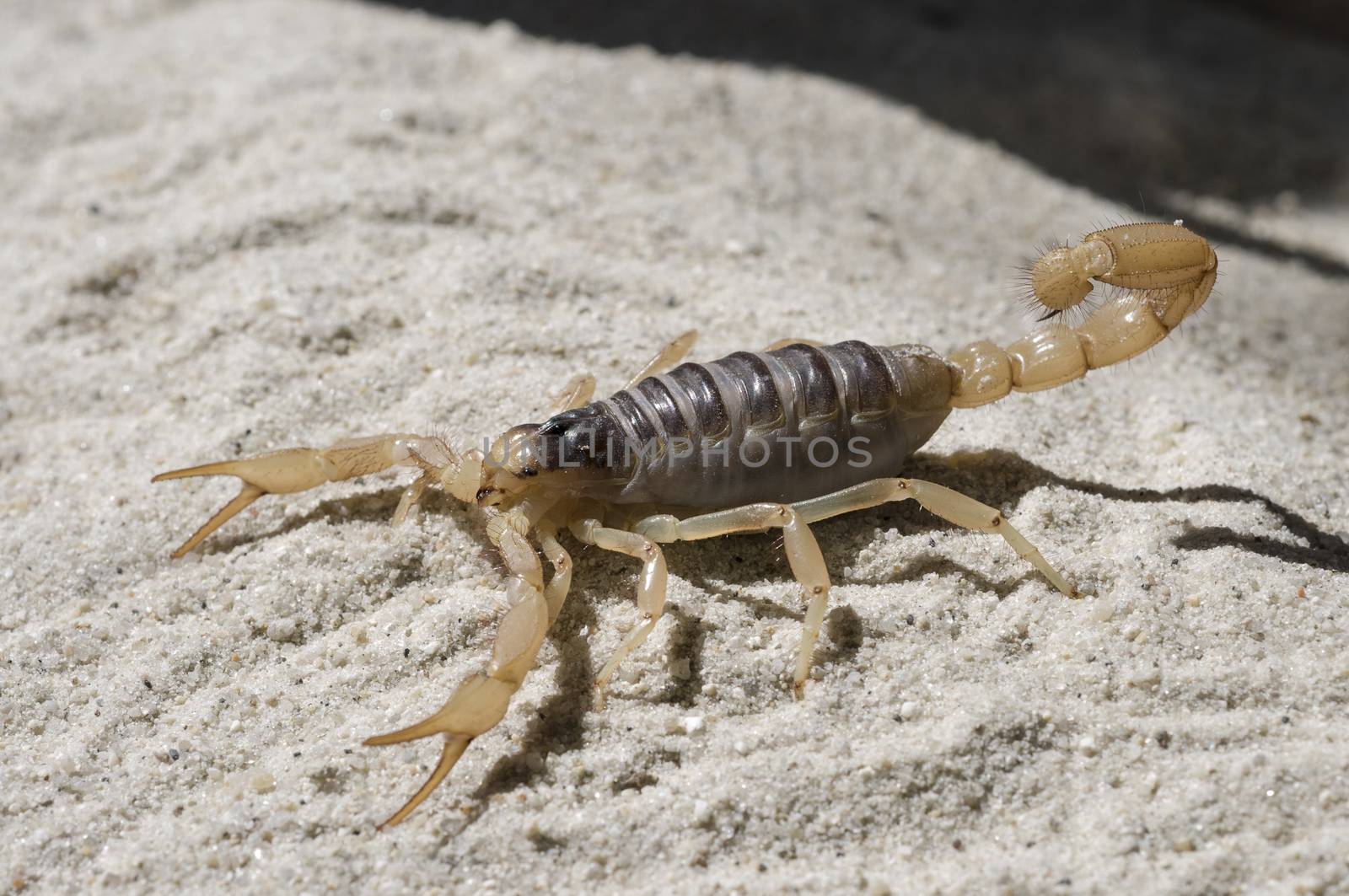 Scorpion on sand by Njean