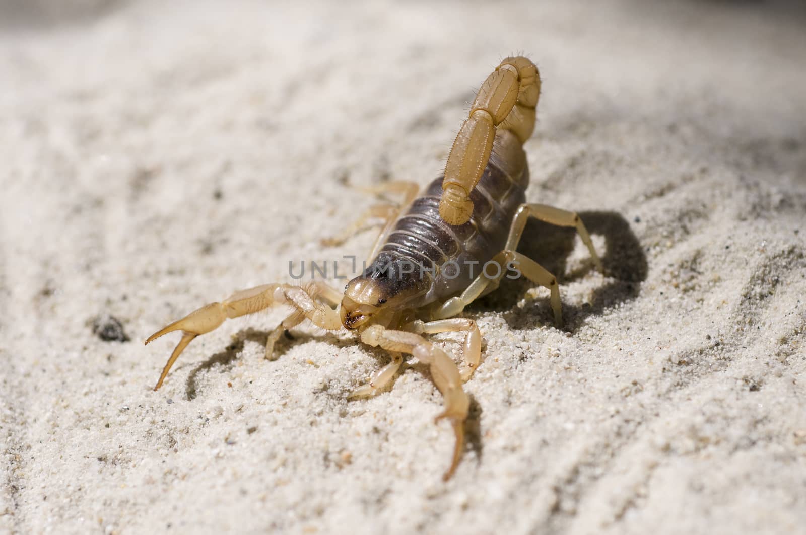 Scorpion on sand by Njean