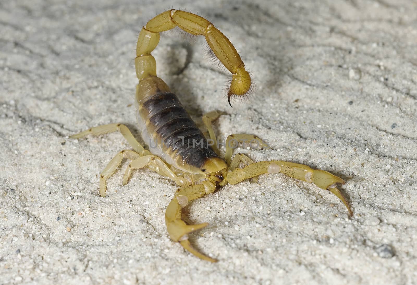 Scorpion with tail up by Njean