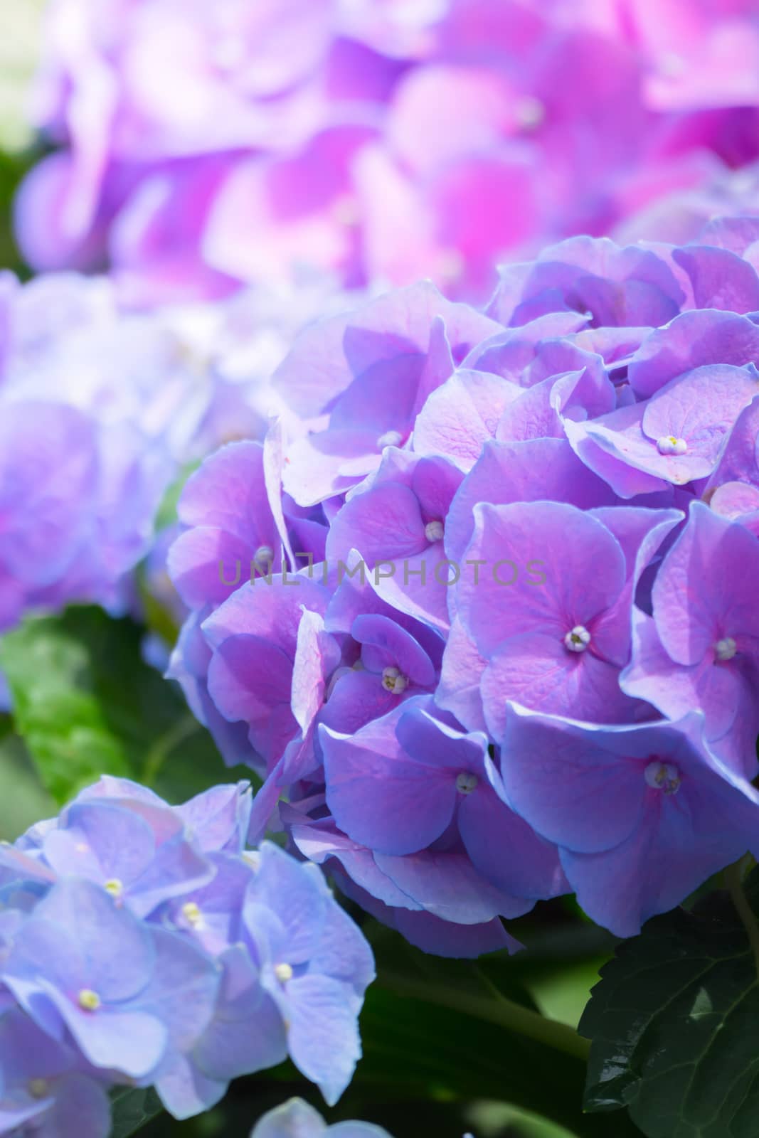 The background image of the colorful flowers, background nature