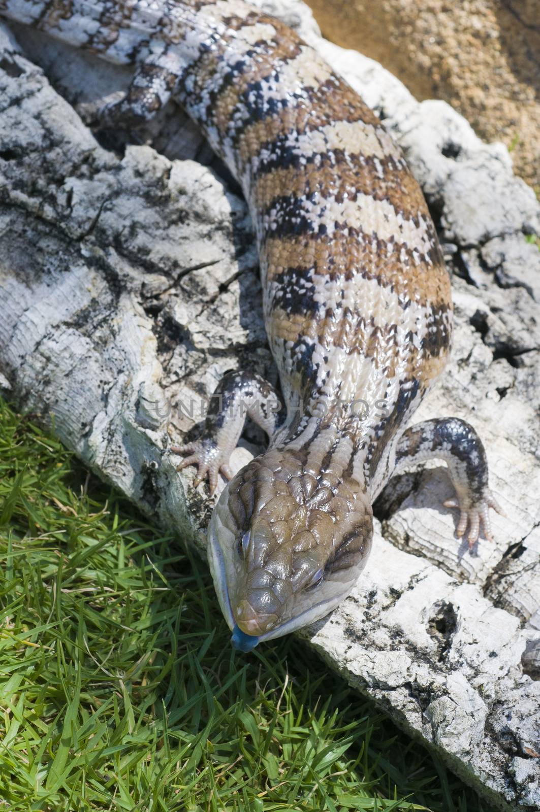 Blue-tongued skink or Blue-tongued Lizard