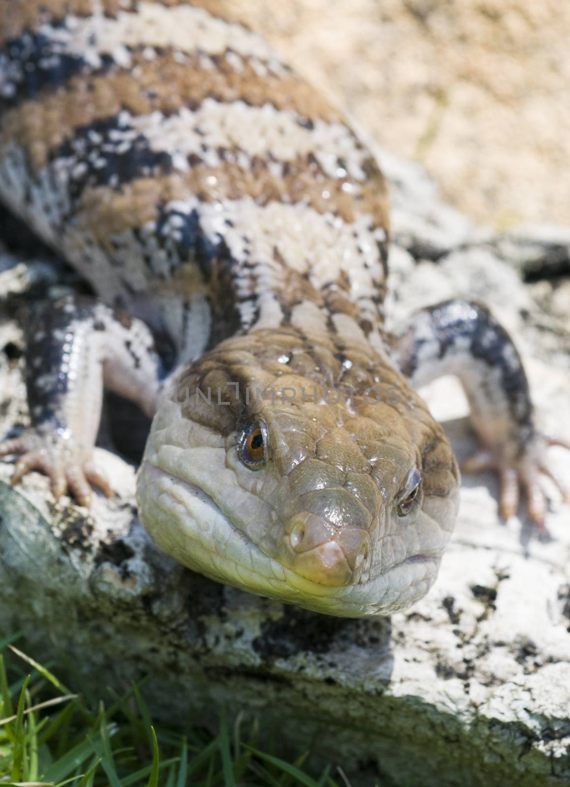 Blue-tongued skink or Blue-tongued Lizard