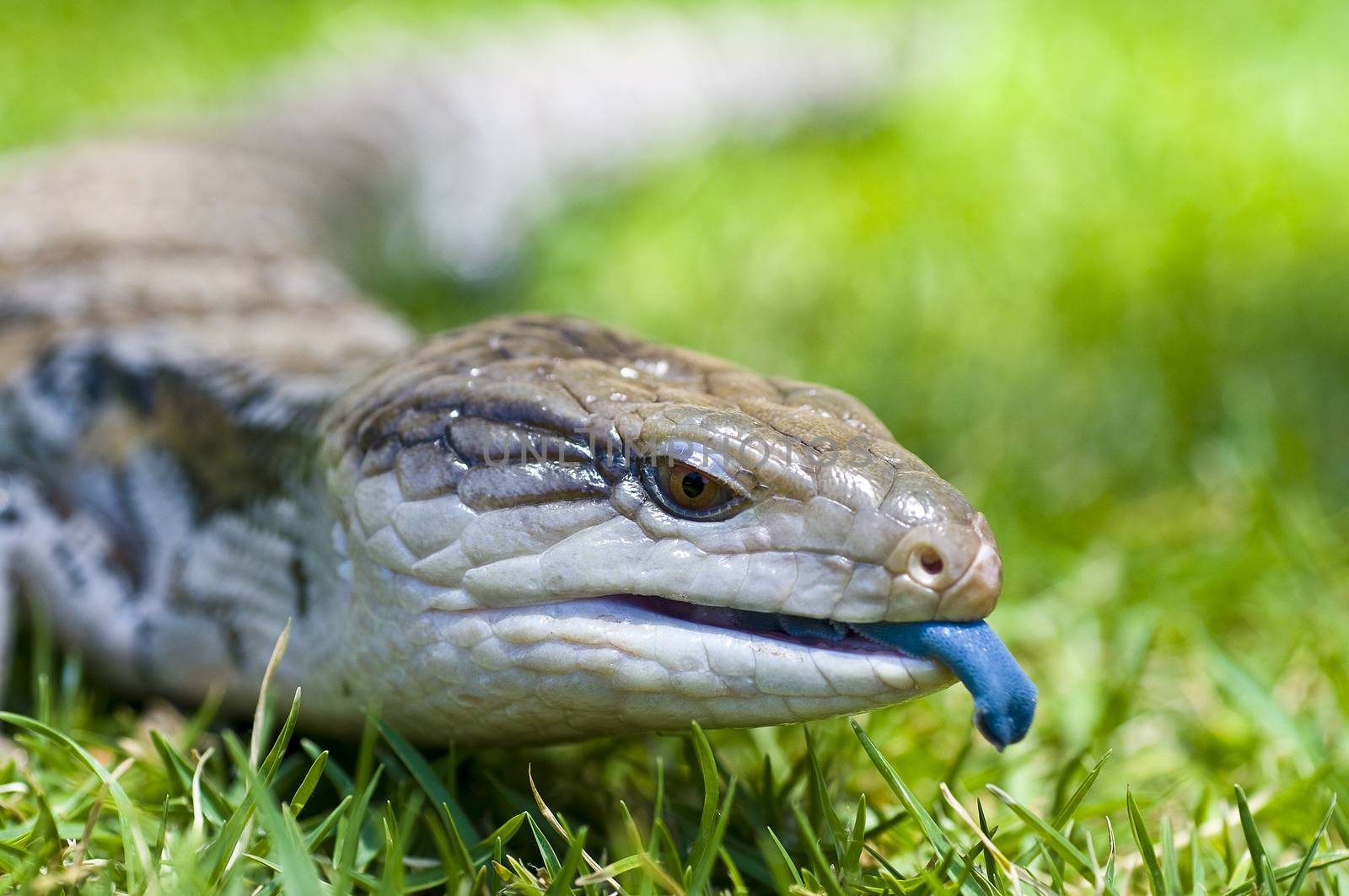 Blue-tongued skink or Blue-tongued Lizard by Njean