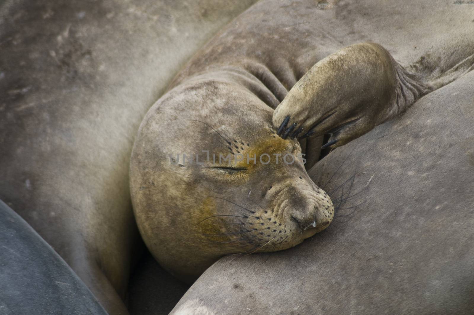 Northern Elephant Seal (Mirounga angustirostris) by Njean