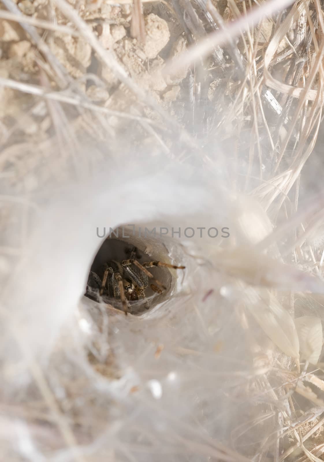 Funnel-web Grass Spider (Family: Agelenidae, Funnel Web Weavers) by Njean