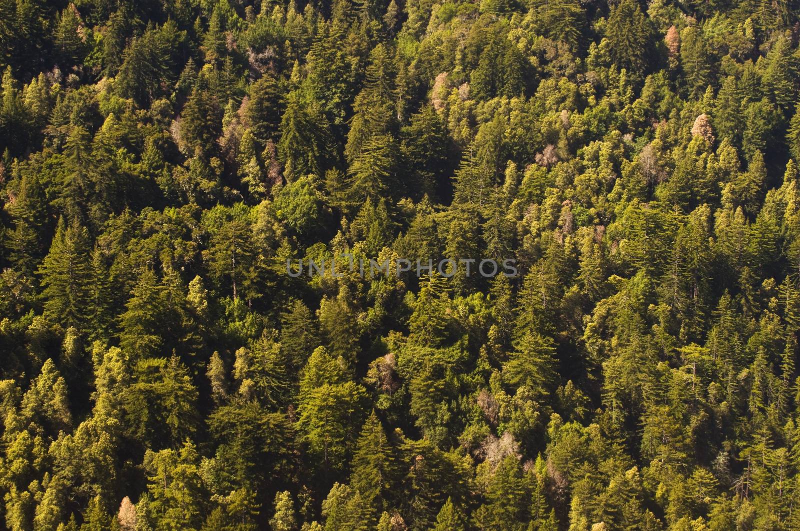 Alive and dead Redwoods intermixed near Big Sur, California by Njean