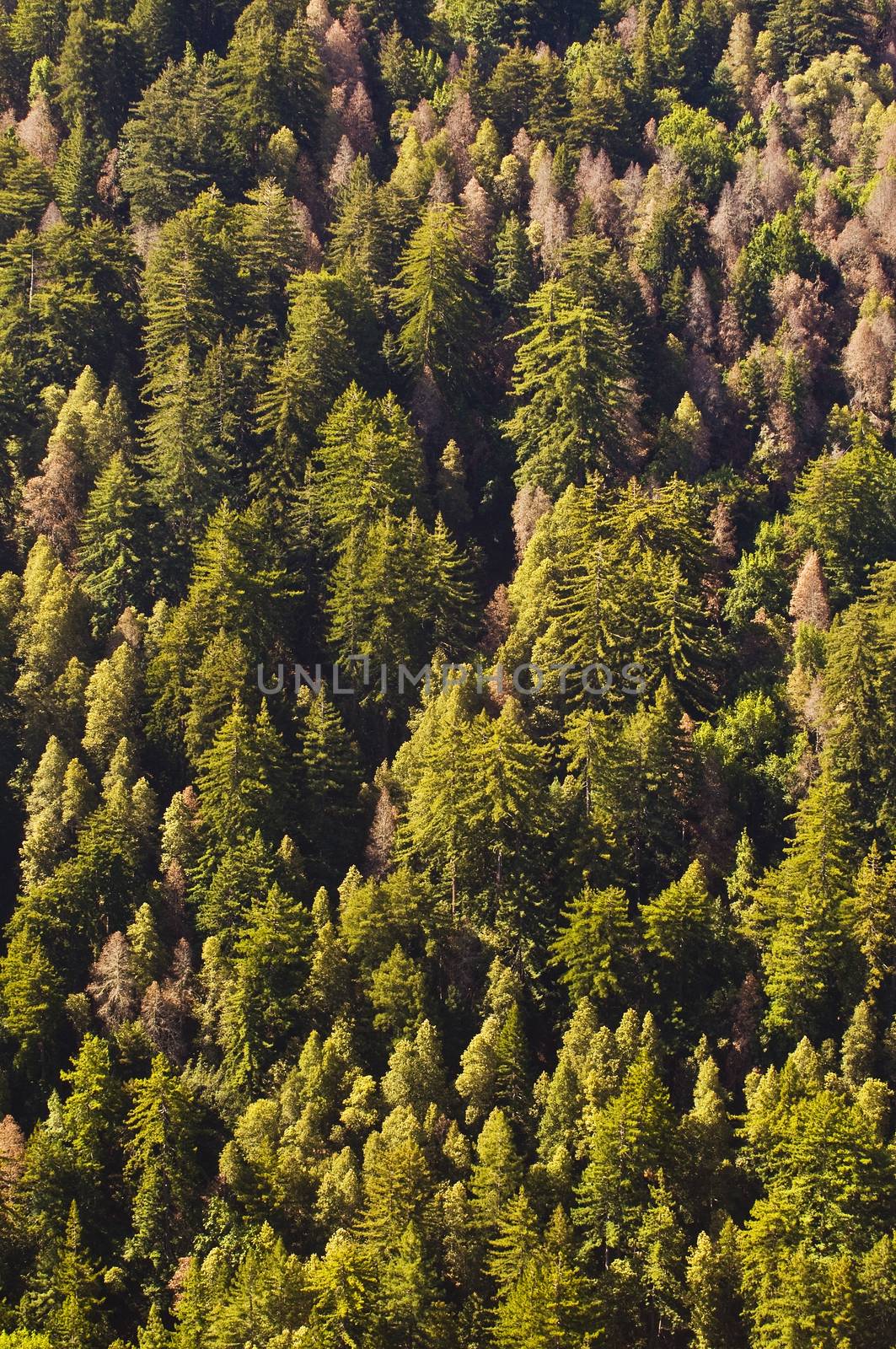 Alive and dead Redwoods intermixed near Big Sur, California by Njean