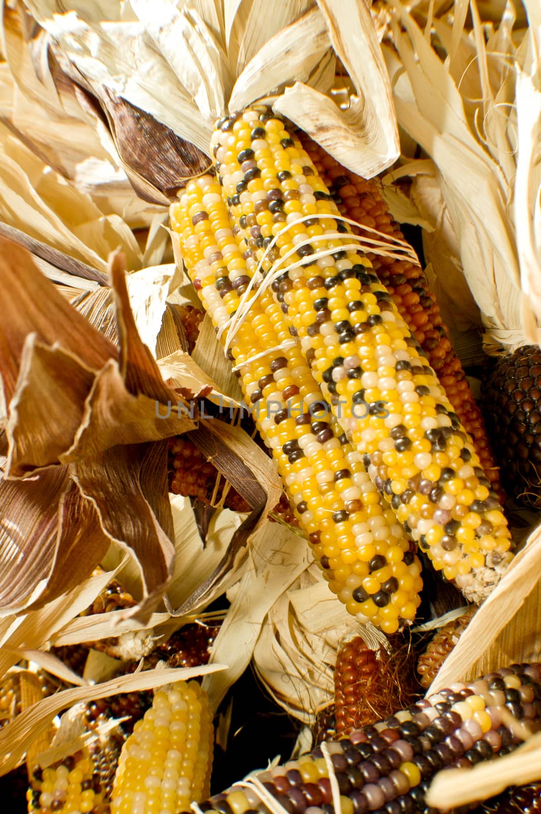 Indian corn
