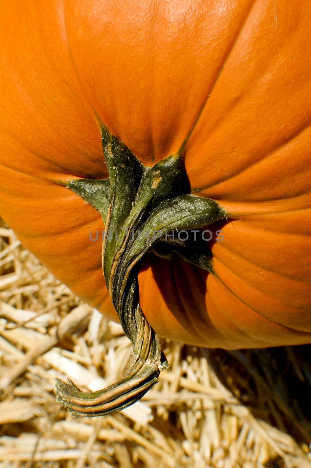 Pumpkin with stem by Njean